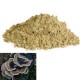 Turkey Tail (Coriolus versicolor)